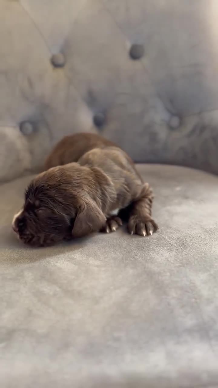 Cocker Spaniel dogs for sale: cocker spaniel puppies  in Kettering - Video 1