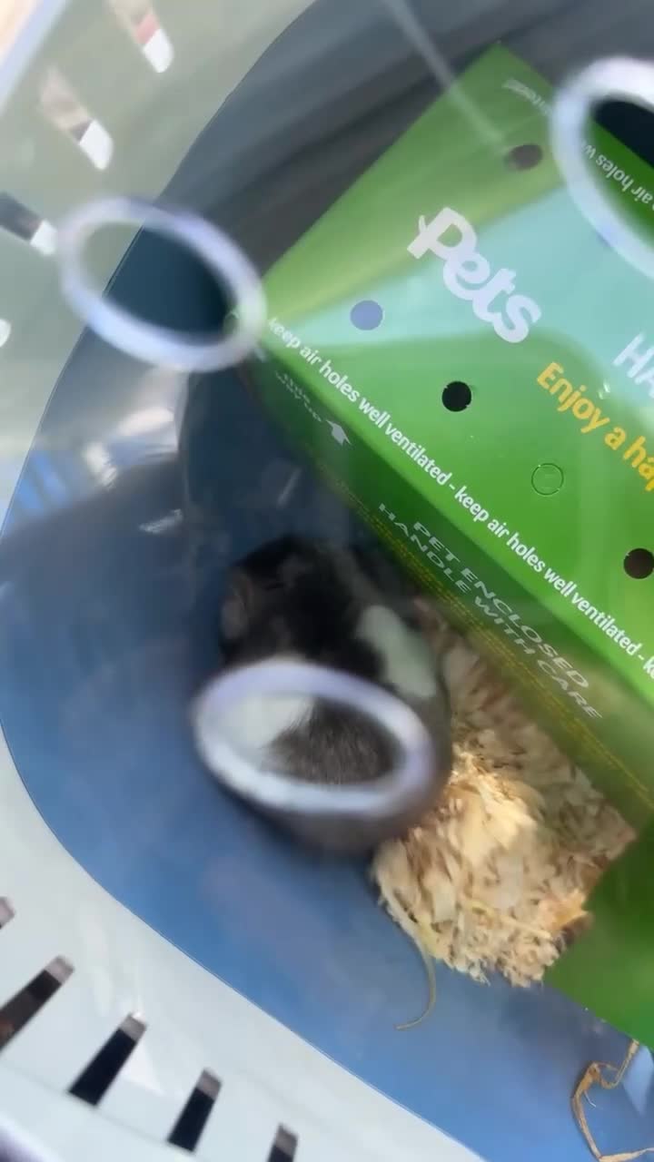Hamster rodents for sale: Female hamster - Video 1