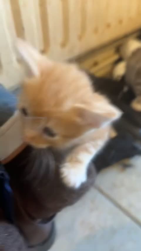 British Shorthair cats for sale: 4 loving kittens  in Doncaster - Video 3