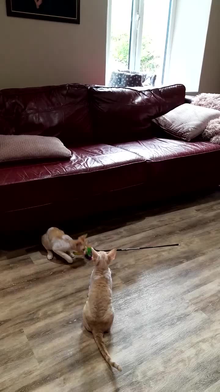 Devon Rex cats for sale: Adorable Devon Rex Kittens  - 2 girls - Video 1