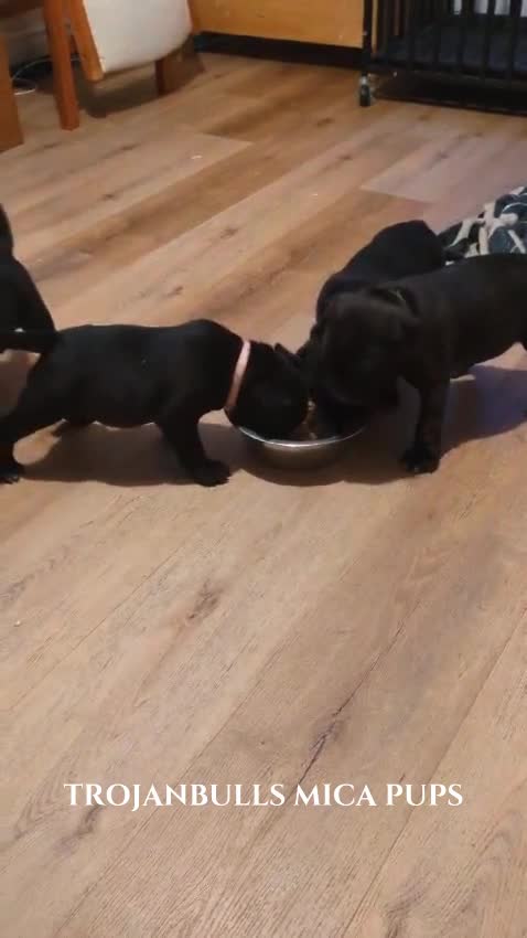 Staffordshire Bull Terrier dogs for stud: 🏆TROJANBULLS CHAMPION STAFFORD STUDS🏆 in Basingstoke - Video 1