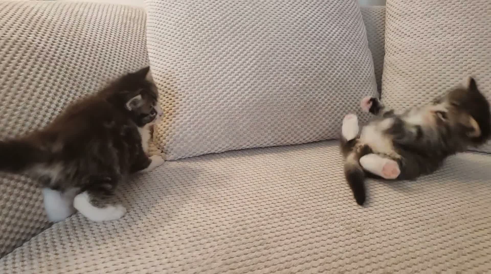 Ragdoll cats for sale: Ragdoll/tabby cross kittens in Liverpool - Video 1