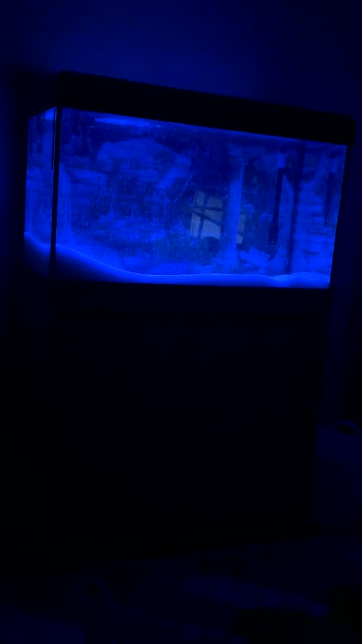 Axolotl reptiles for sale: Two alibino Axalotls full set up in Gravesend - Video 1