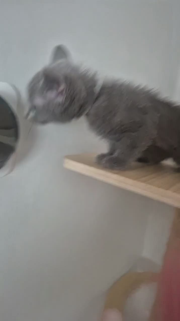 Russian Blue cats for sale: Pure Russian blue kittens 💙 🩵 😸 Last One Boy  - Video 1