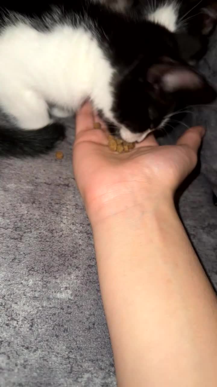 British Shorthair cats for sale: 2 lovely black and white shorthairs - Video 3