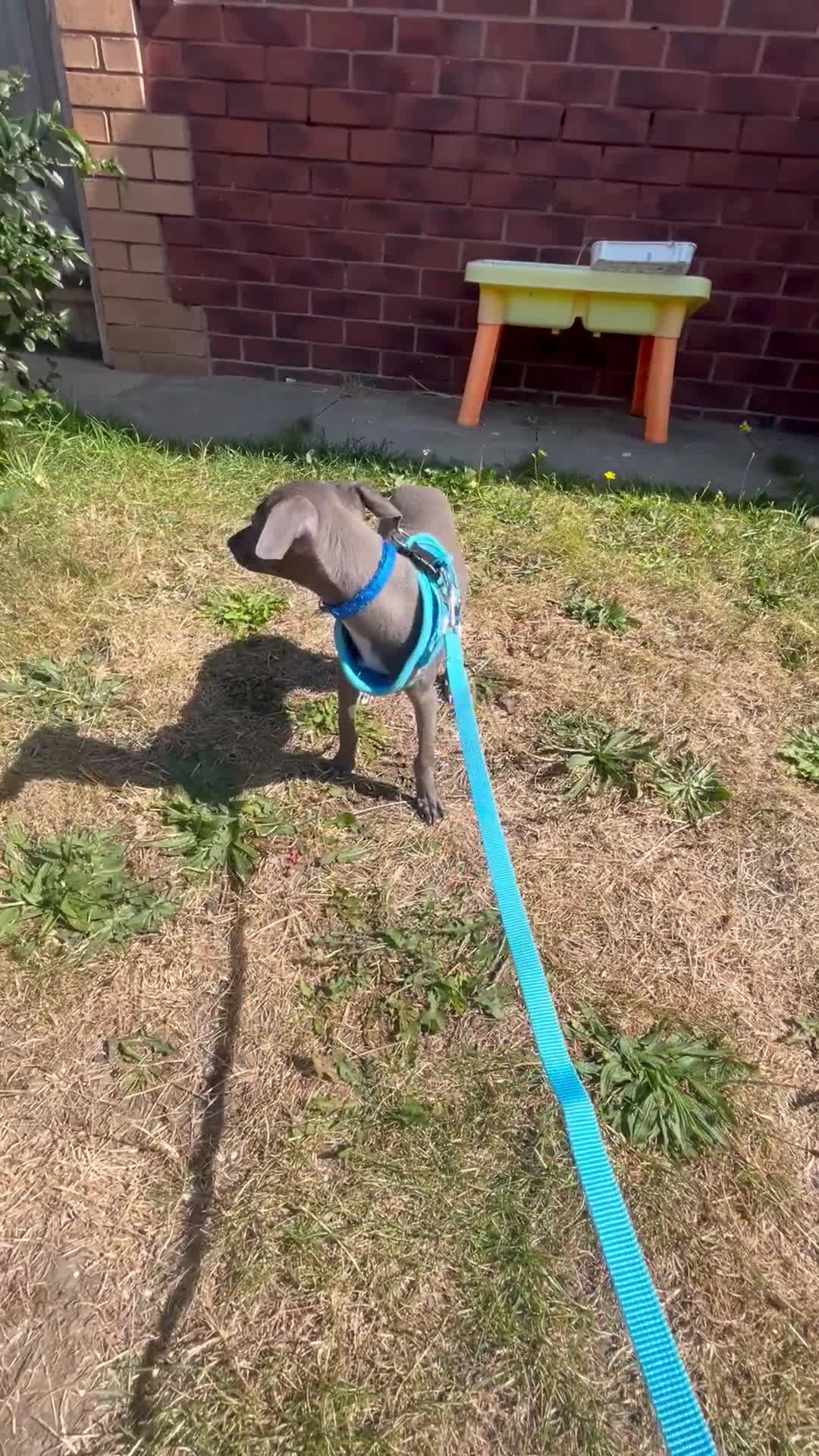 Italian Greyhound dogs for sale: Last blue boy kc reg ready now fully vaccinated  - Video 1