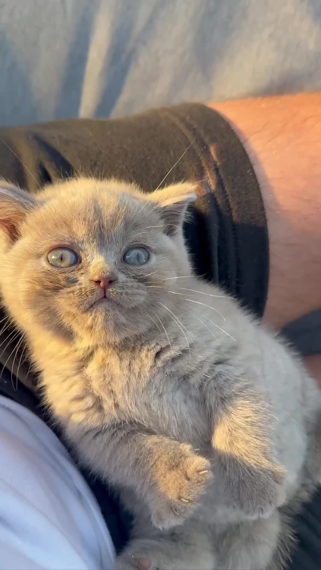 British Shorthair cats for sale: Stunning BSH kittens  - Video 1