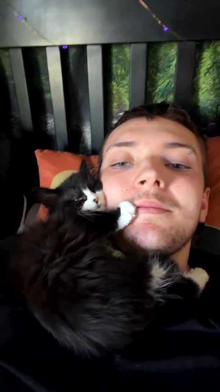 Mixed Breed cats for sale: 2 beautiful affectionate kittens ready to love u❣️ - Video 4
