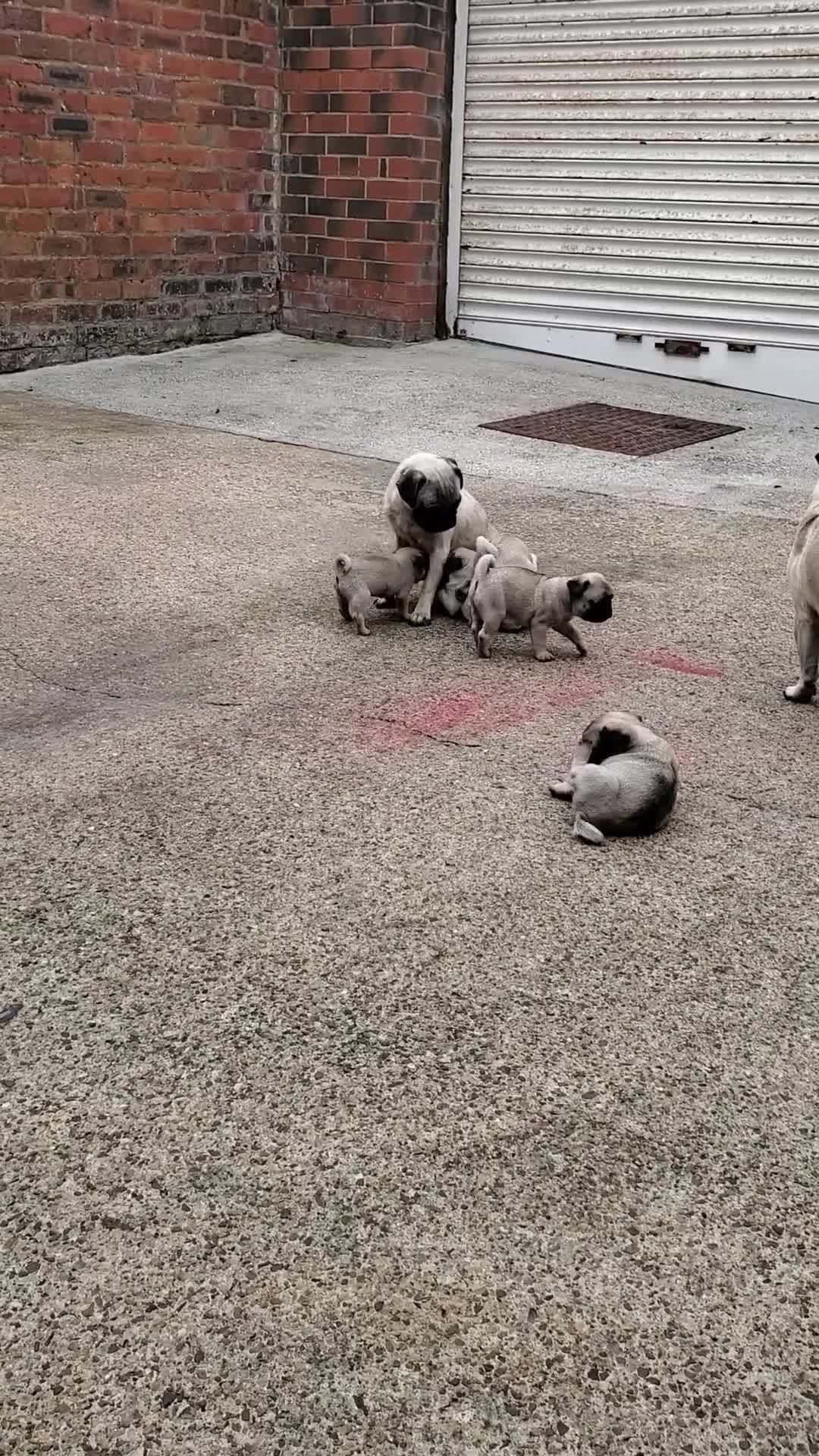 Pug dogs for sale: Pugs looking for there forever homes - Video 2