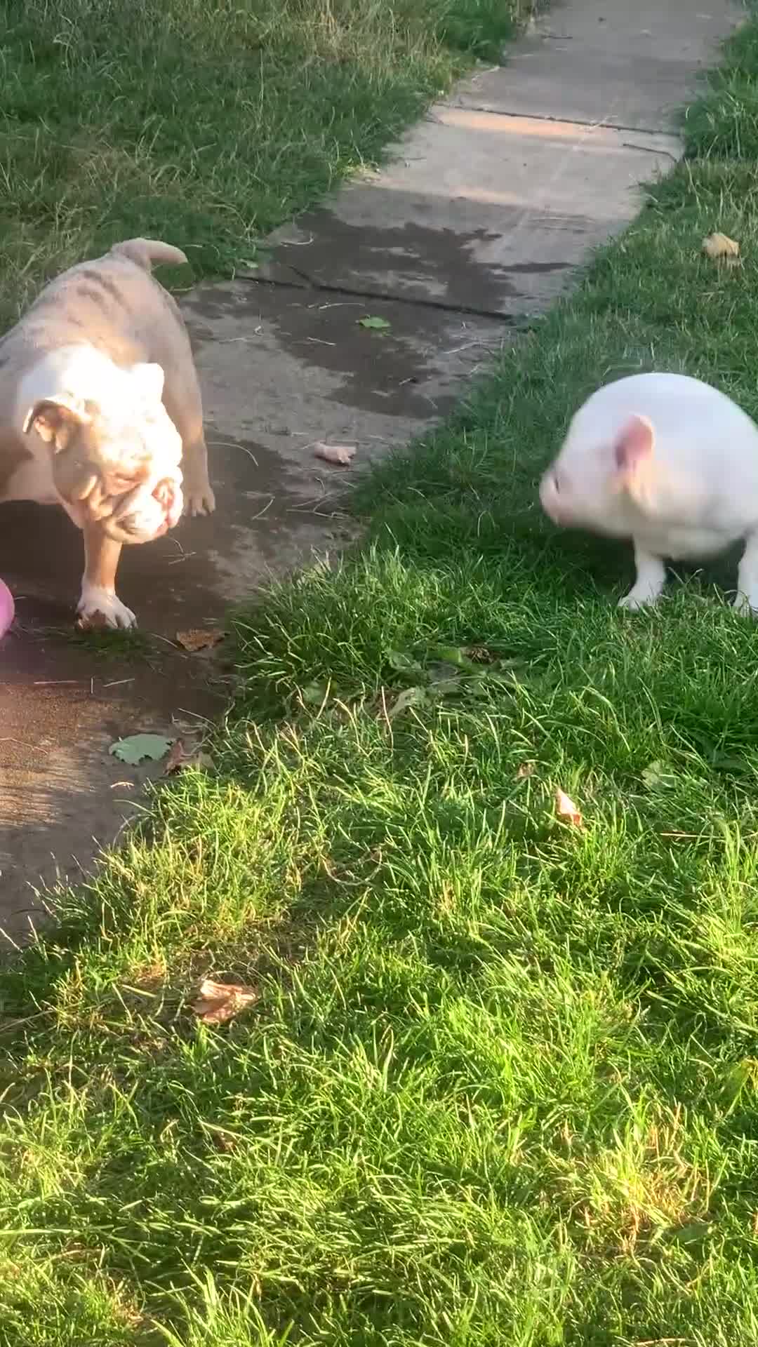 Mixed Breed dogs for sale: Bested boy that ever was Rare Pink Minibull boy  - Video 1