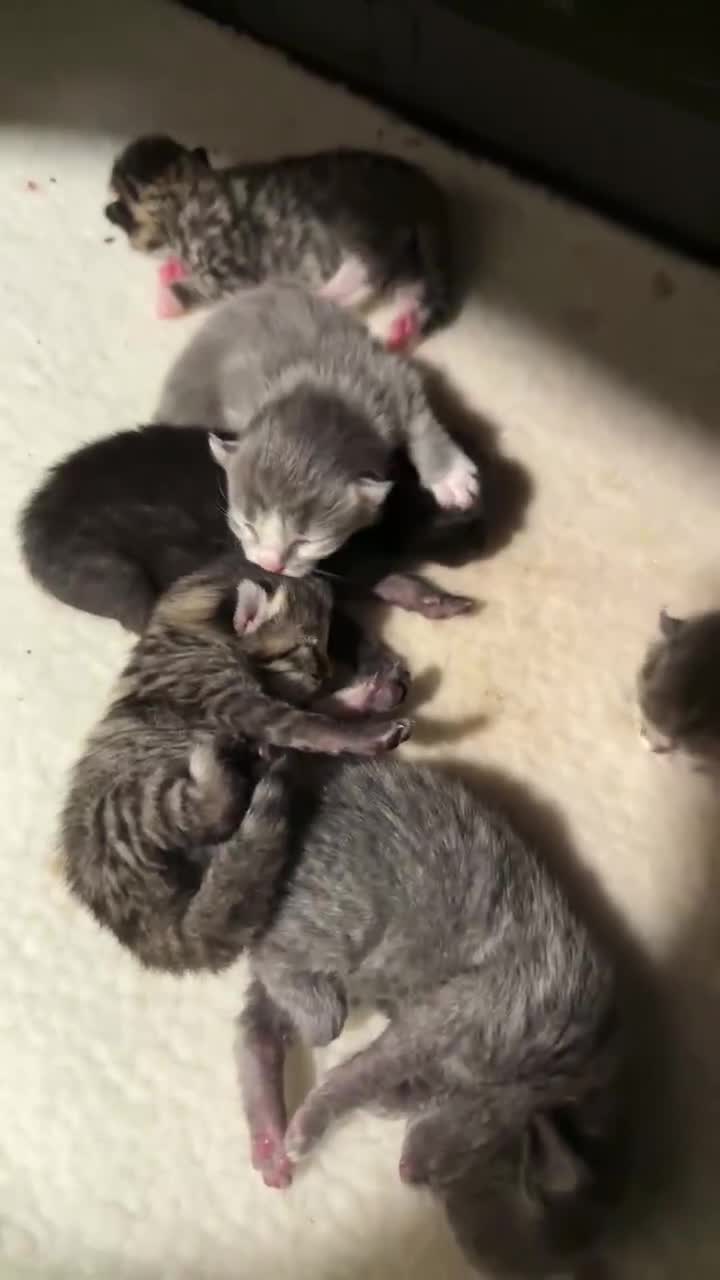 American Curl cats for sale: america curl max - Video 2