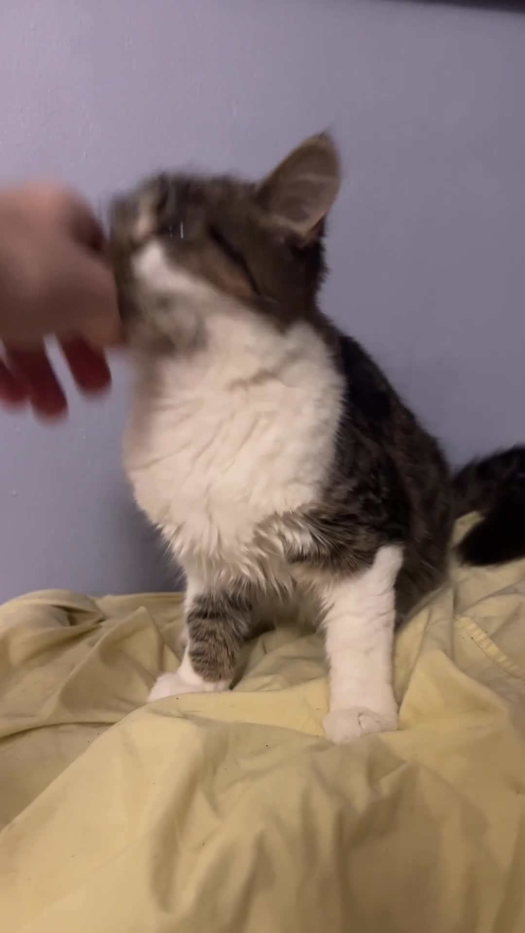 Mixed Breed cats for sale: Tabby female just over a year old sweetheart  - Video 2