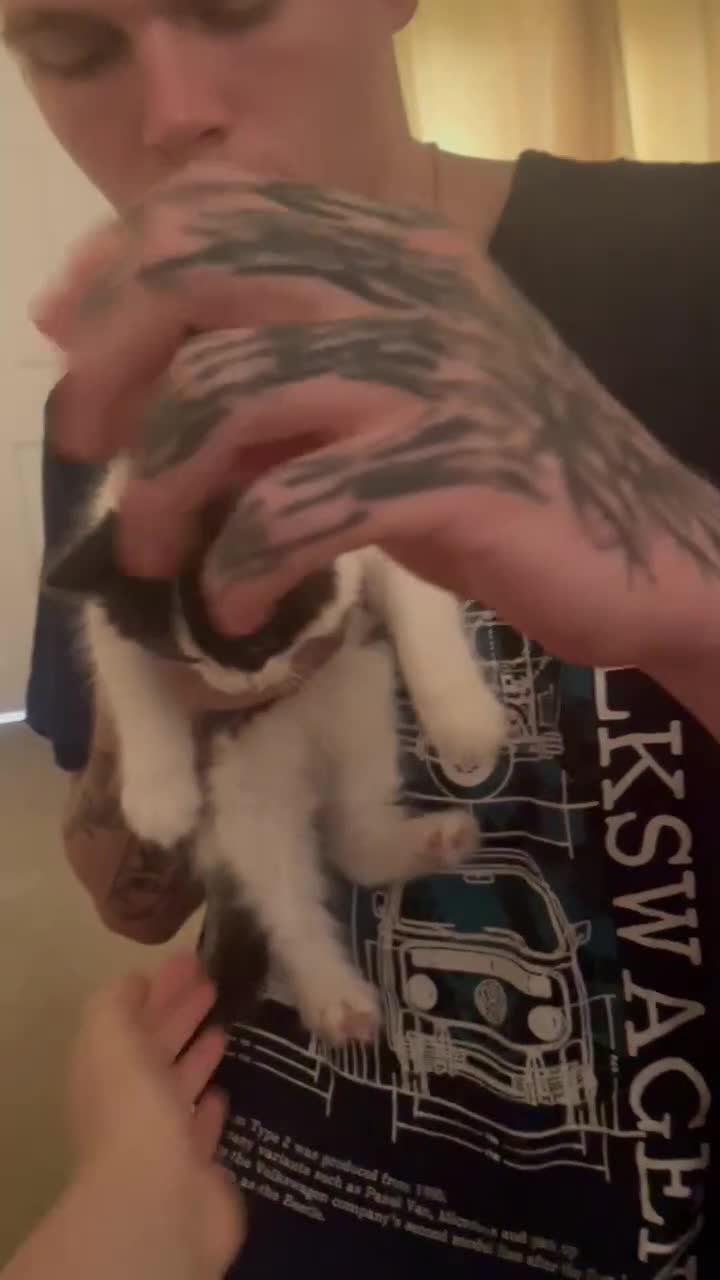 Mixed Breed cats for sale: Fluffy little male kitten - Video 2