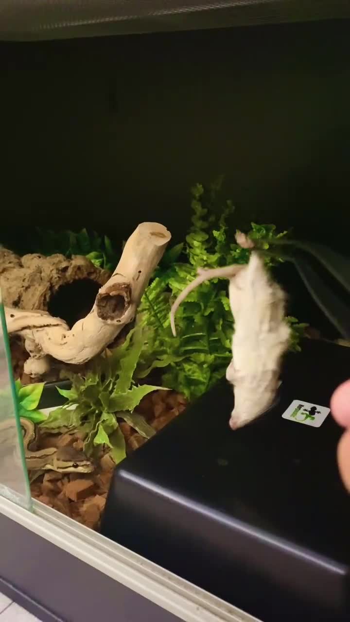 Python Snake reptiles for sale: Pinstripe Royal Python 100% Het Pied w/Full Setup - Video 1