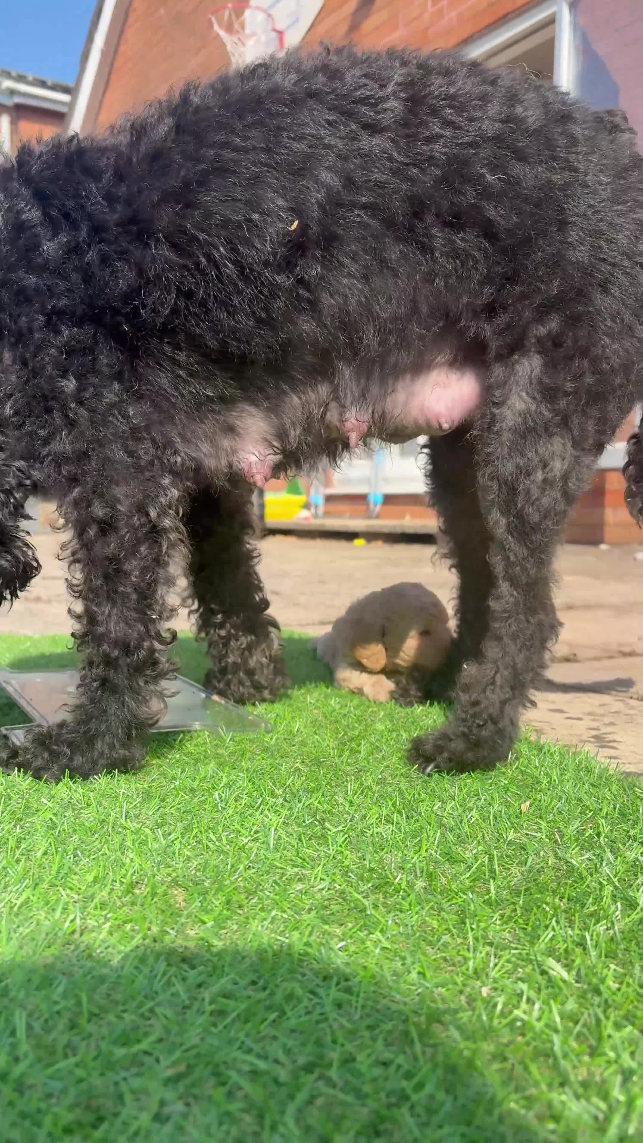 Labradoodle dogs for sale: Miniature labradoodle puppies  - Video 3