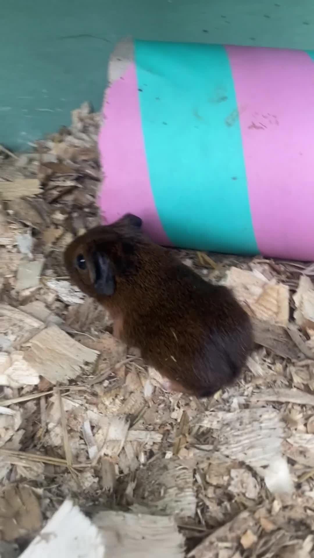 Guinea Pig rodents for sale: Mixed Guinea pigs  - Video 1