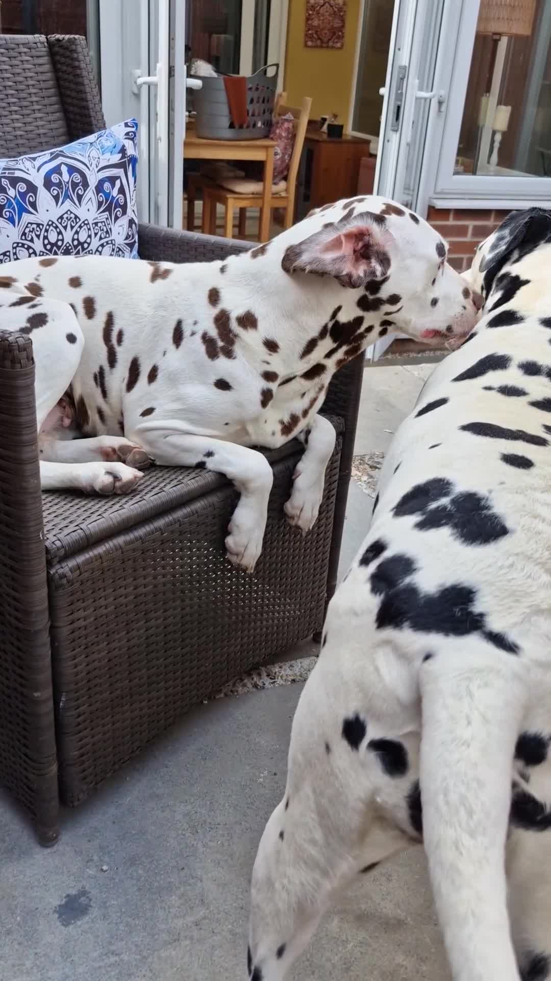 Dalmatian dogs for sale: Dalmatians aged 5 - Video 1