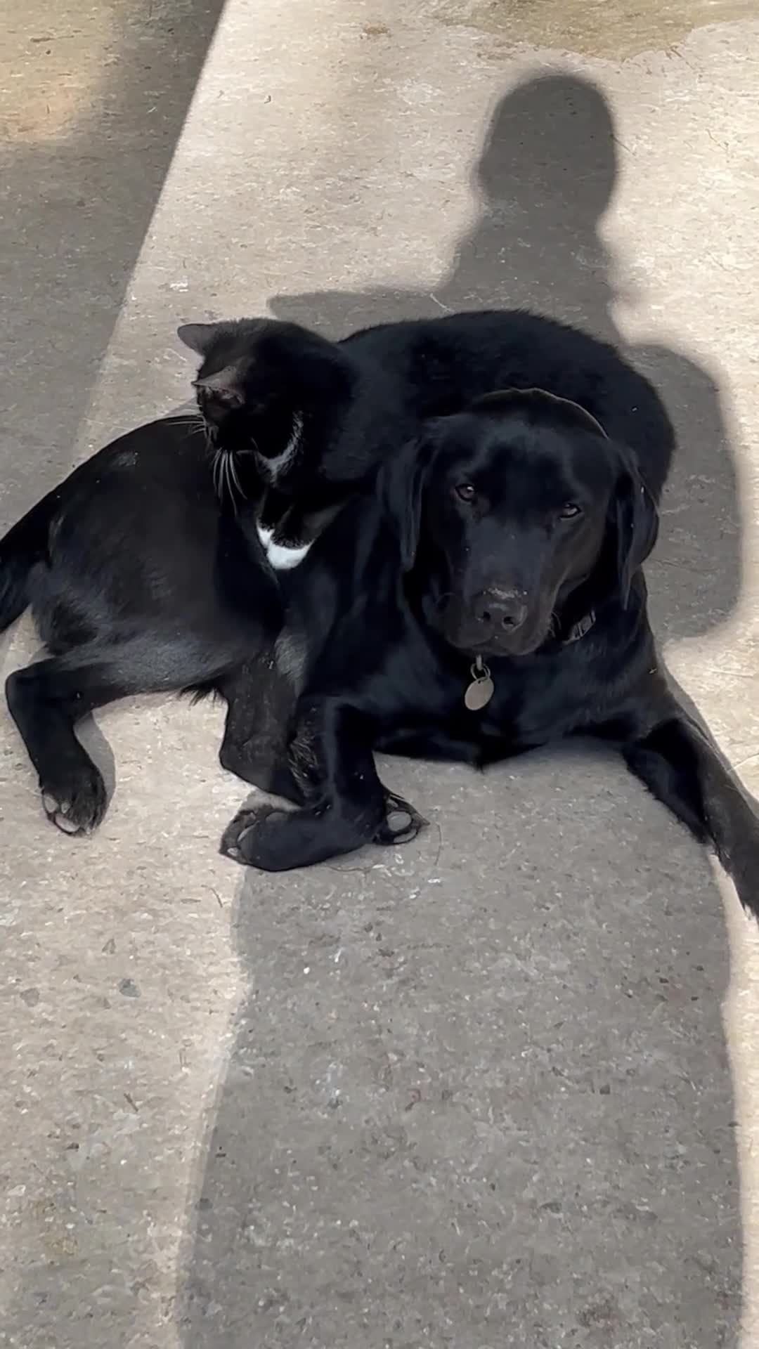Labrador Retriever dogs for sale: Stunning Labrador puppies born 5.6.26  in Salisbury - Video 1