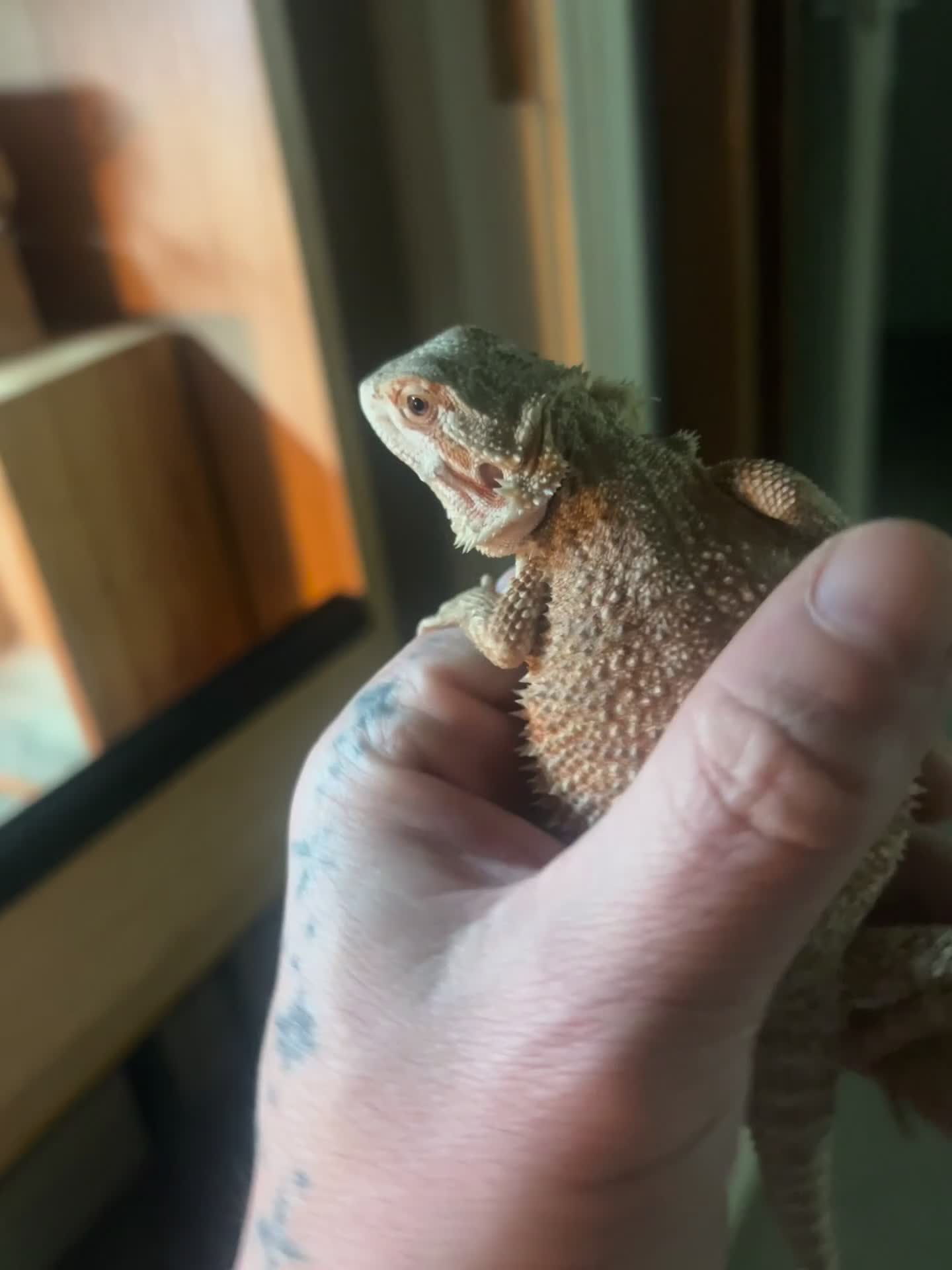 Bearded Dragon reptiles for sale: Hypo Bearded Dragon Juvenile  in Didcot - Video 1