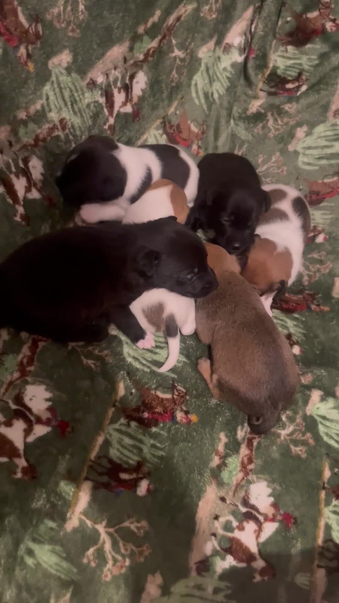 Jack Russell dogs for sale: Looking For A New Home For Sale  - Video 2