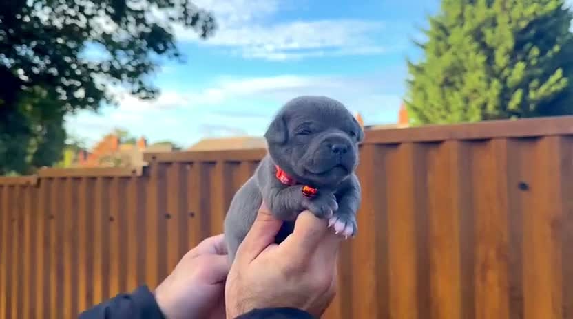 Staffordshire Bull Terrier dogs for sale: SOLID BLUE TEDDY BEARS 🧸  - Video 3