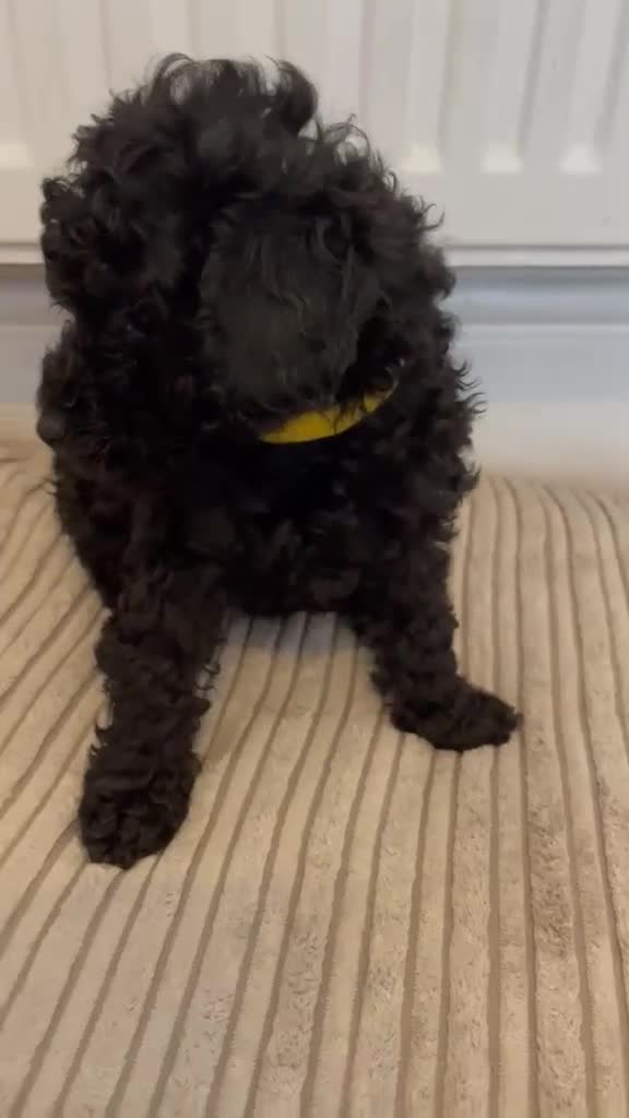 Toy Poodle dogs for sale: 🩷1 left🩷 - Video 3