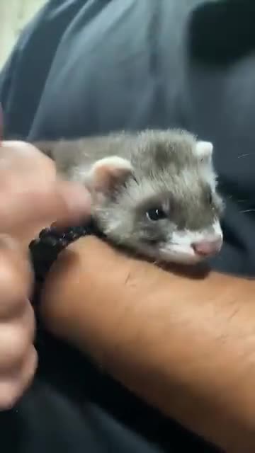 Ferret rodents for sale: FERRET in Bradford - Video 1