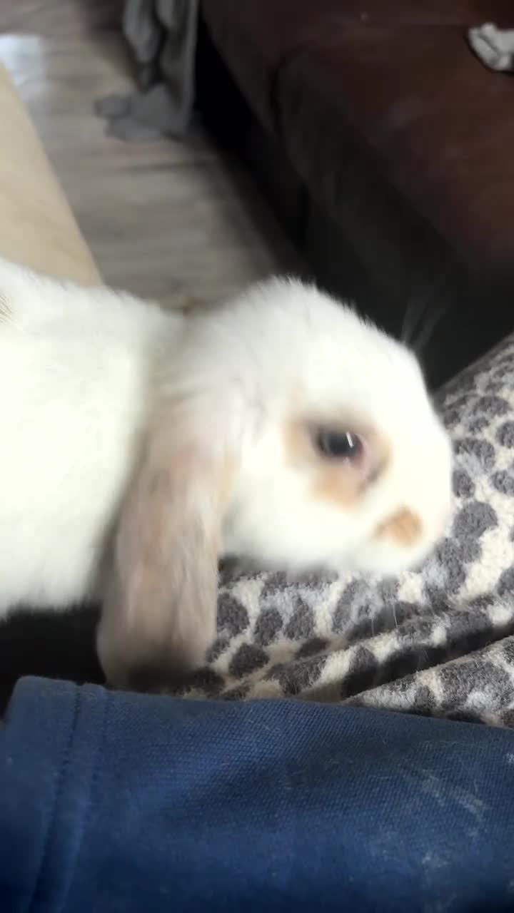 Mini Lop rabbits for sale: White lop mix  - Video 1