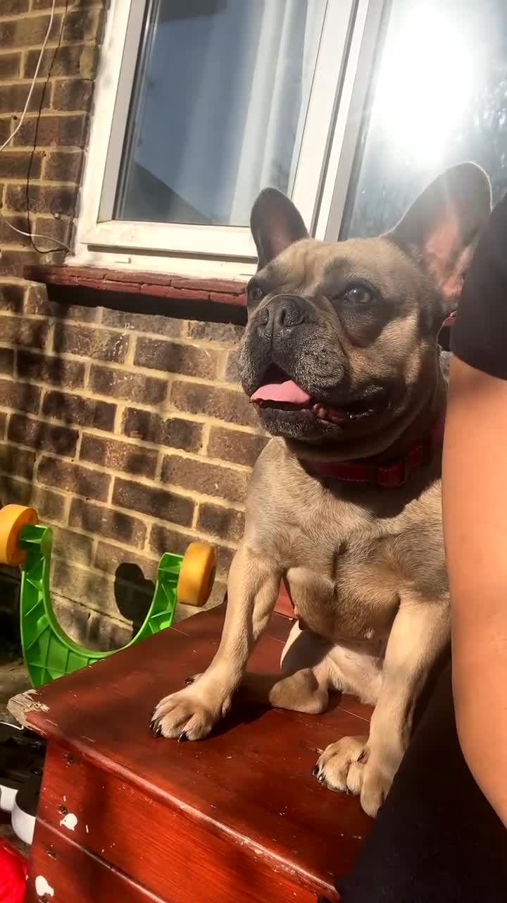 French Bulldog dogs for sale: Blue fawn french bulldog  - Video 2