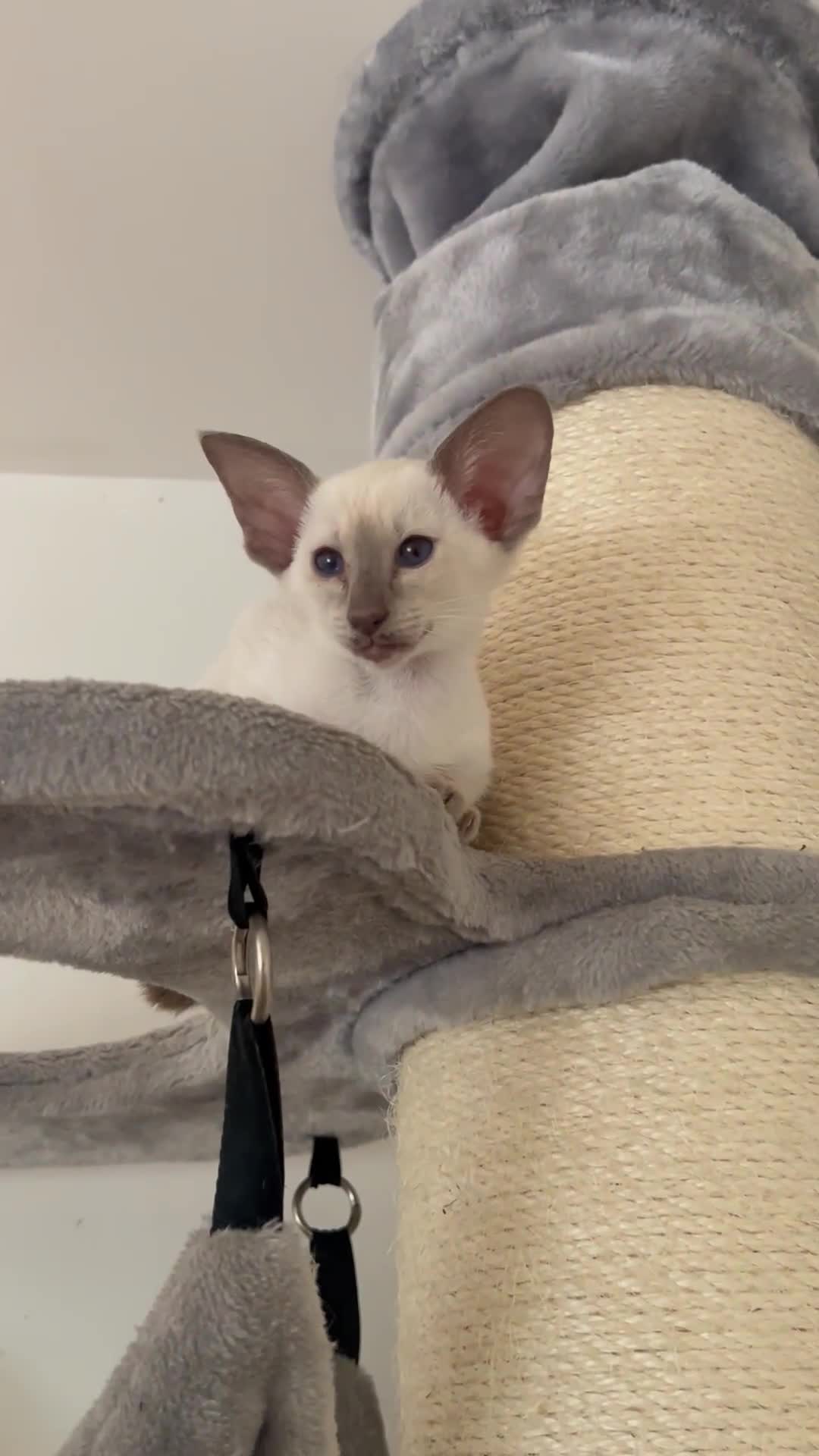 Siamese cats for sale: Lilac Siamese boy  - Video 1