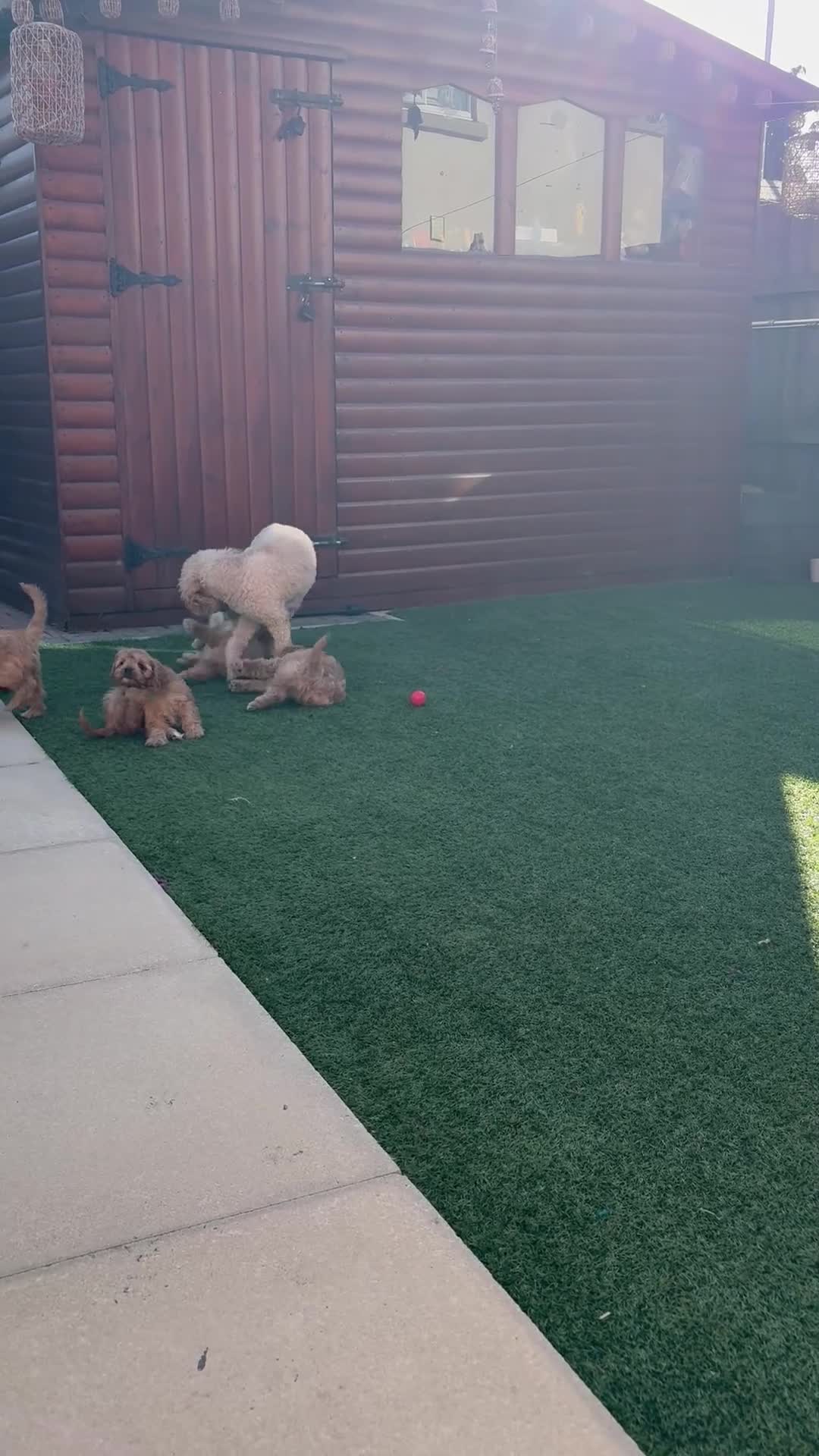 Cavapoo dogs for sale: Pedigree Cavapoo puppies health tested READY NOW - Video 2