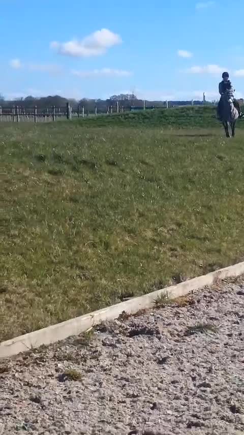 Dartmoor horses for sale: Winter Merry legs - perfect pony club pony - Video 3