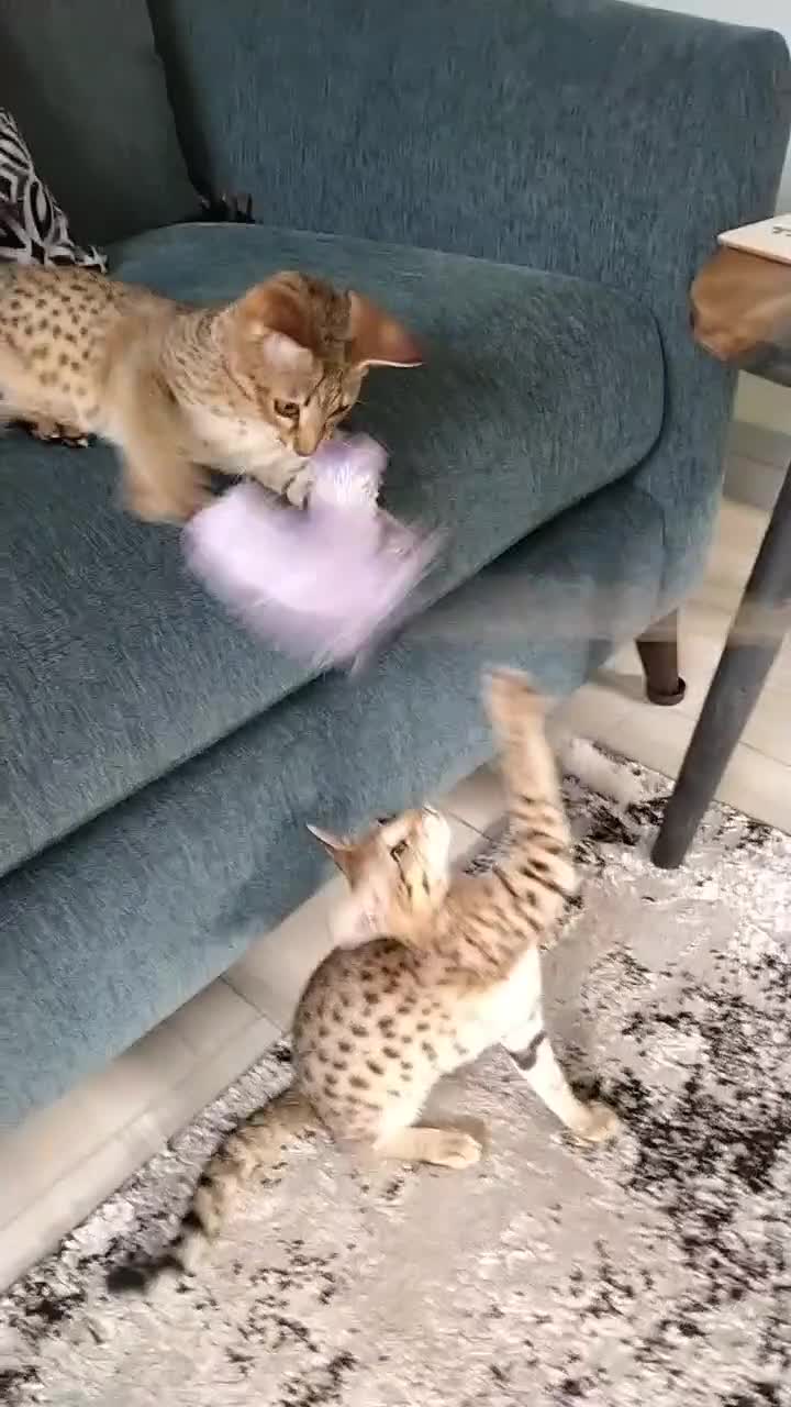 Savannah cats for sale: F3 savannah girls Tica reg + silver boy - Video 1