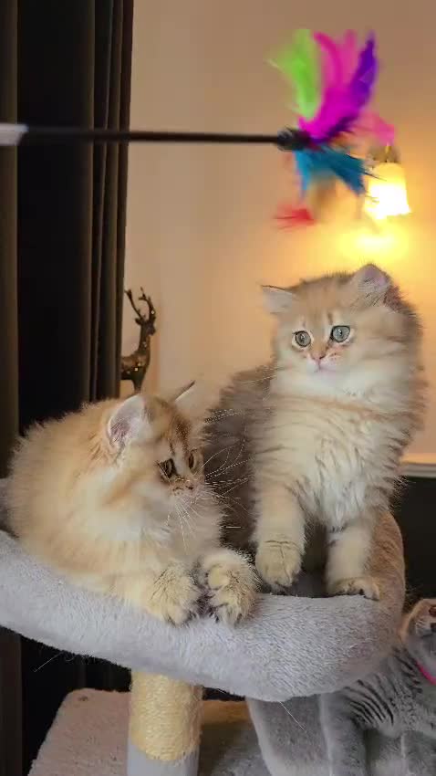 British Longhair cats for sale: Stunning British Longhair Kittens–TICA Registered - Video 1