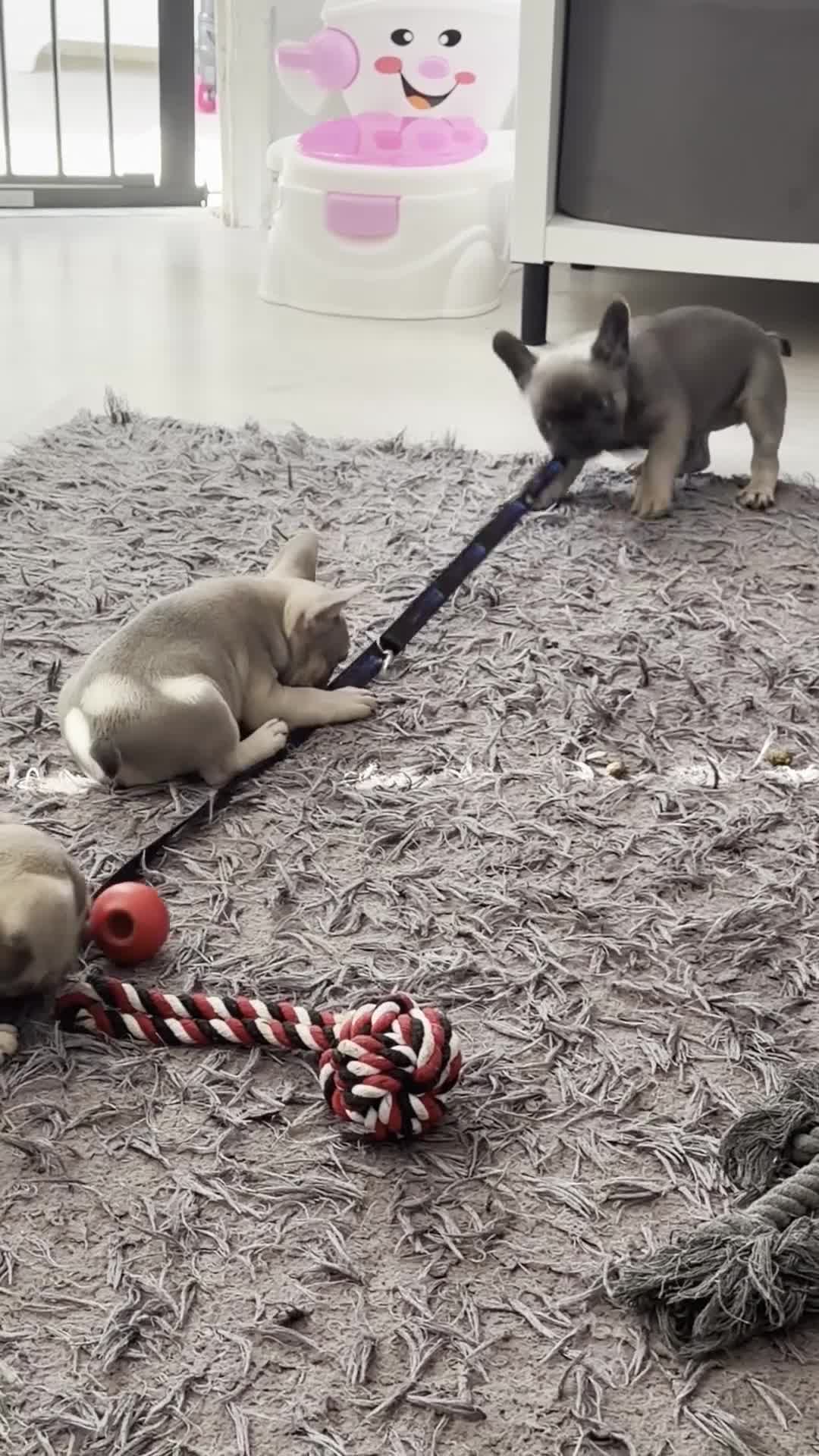 French Bulldog dogs for sale: 2 GIRLS LEFT REDUCED - French Bulldog Puppies 💕 - Video 1