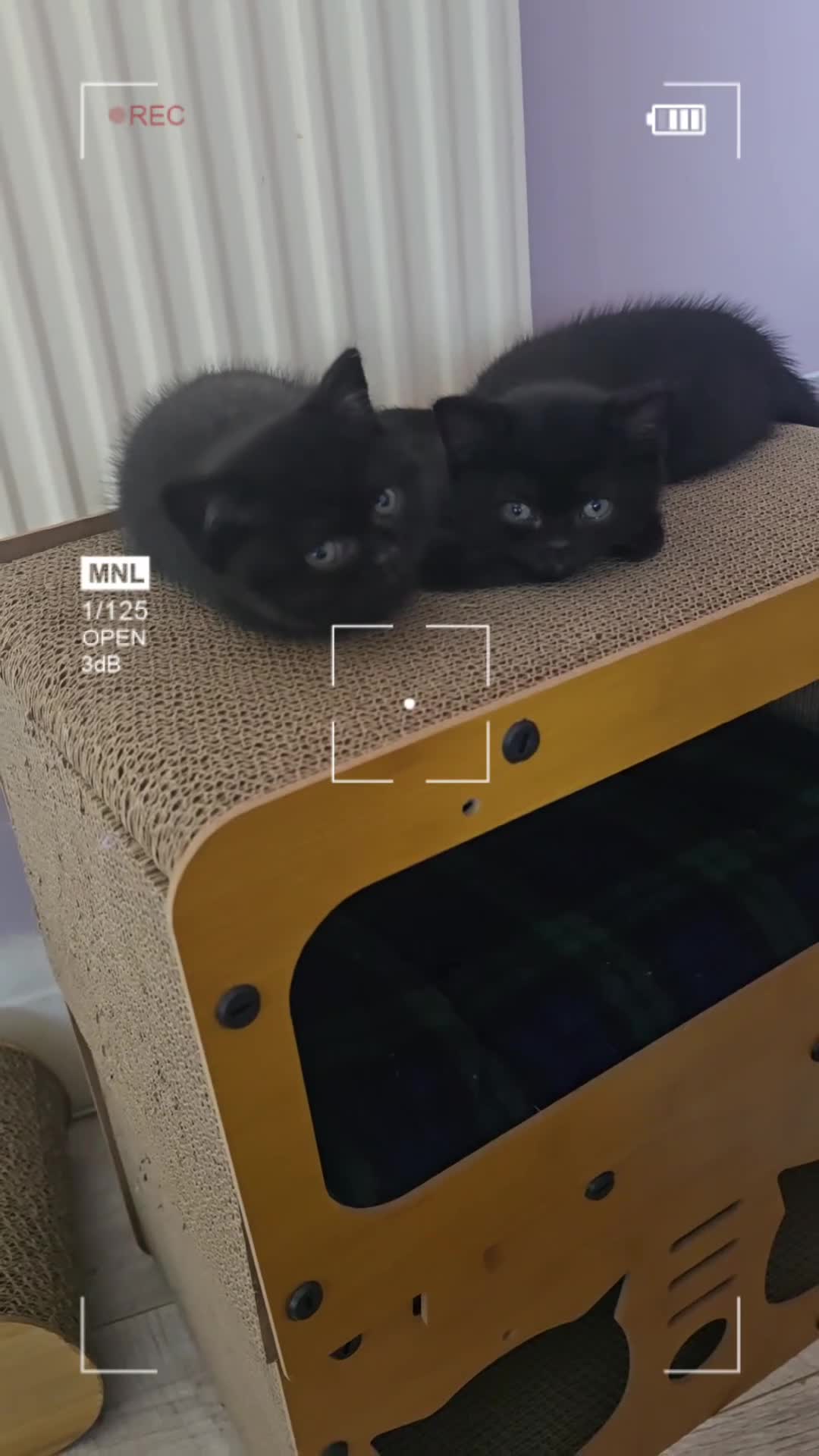 British Shorthair cats for sale: Beautiful kittens looking forever home 🏡 😍  - Video 1