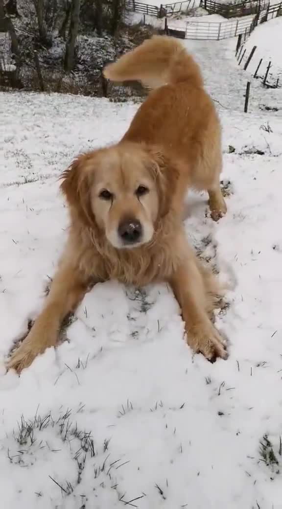 Golden Retriever dogs for stud: Jai- for stud - Video 1