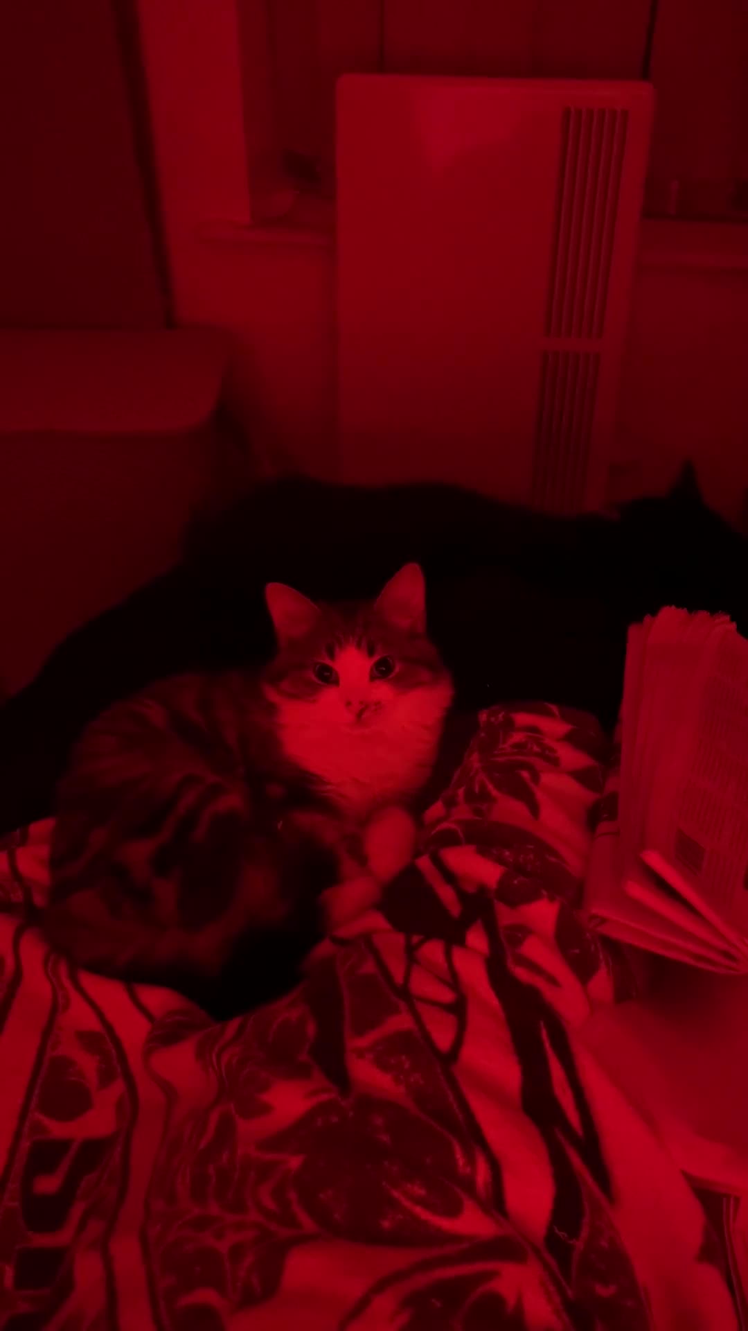 Siberian cats for sale: Michek Gorgeous Boy - Video 2