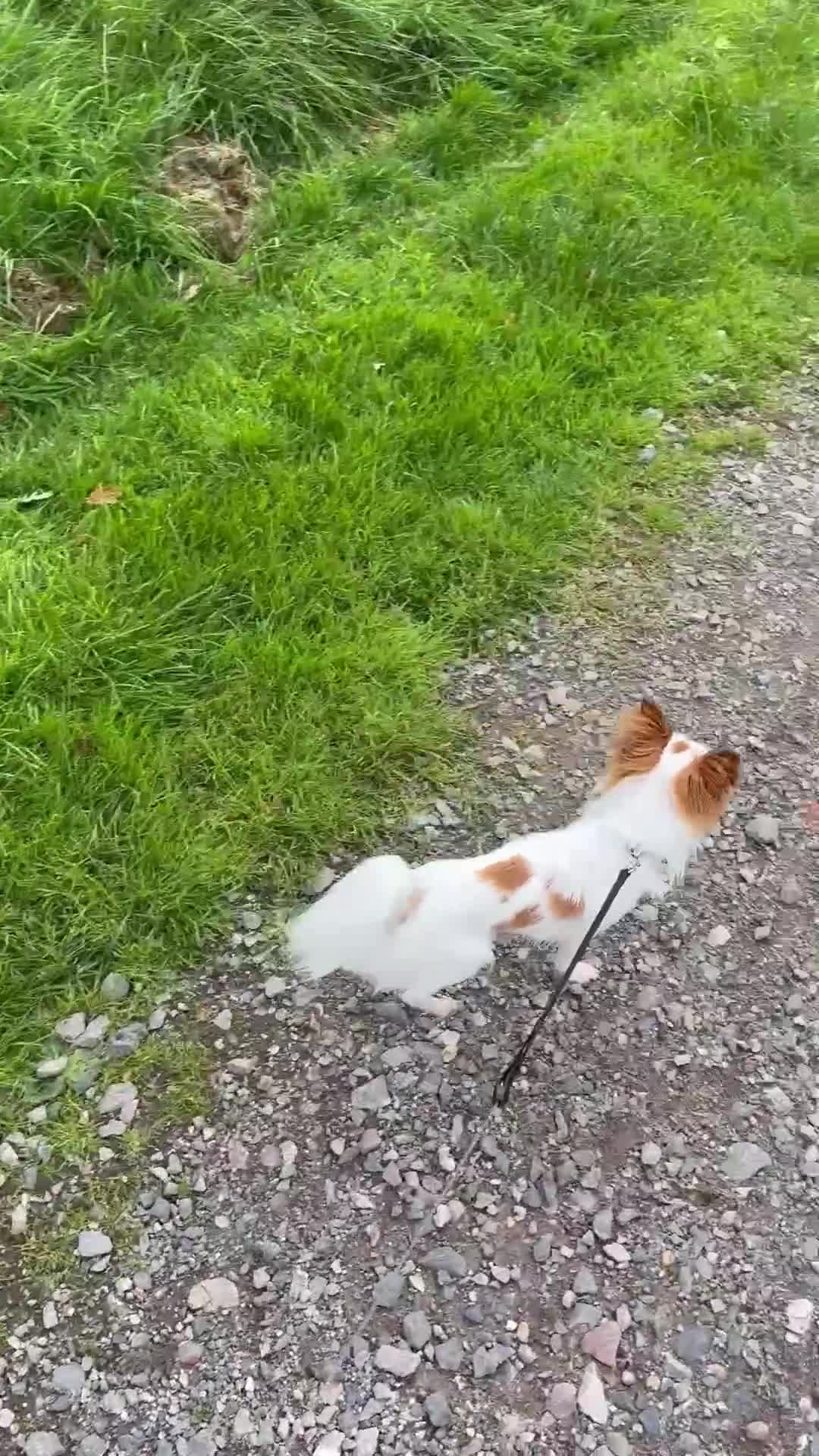 Chihuahua dogs for sale: 11 month old Chihuahua for sale  - Video 1