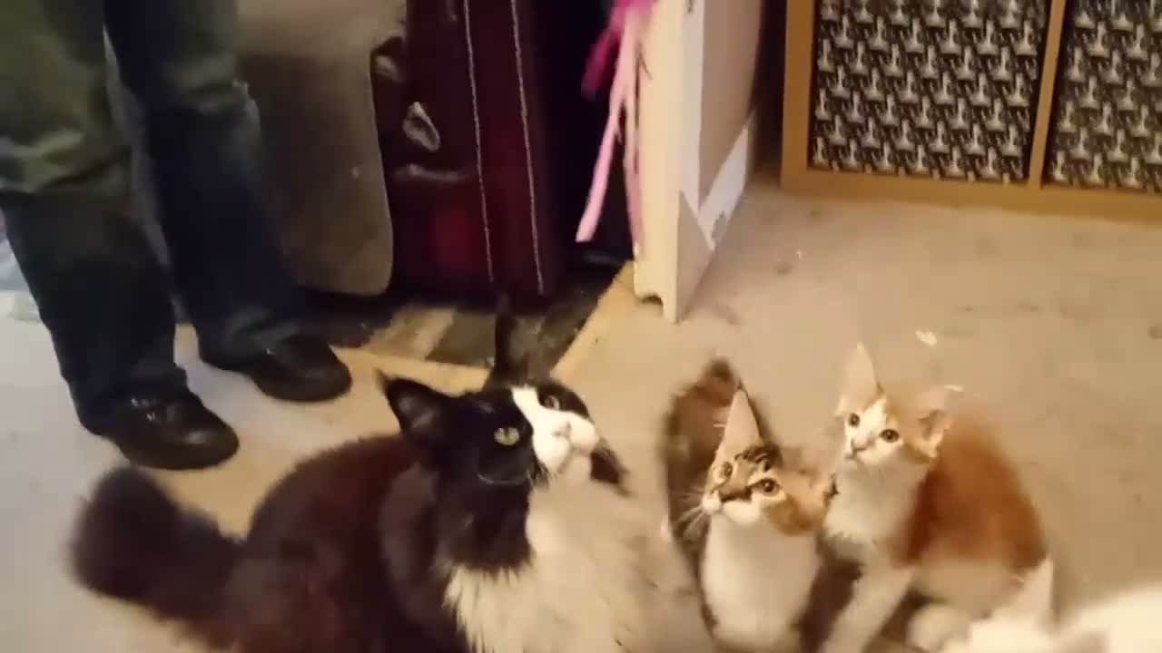 Maine Coon cats for sale: Stunning Maine Coon Kittens - Video 3
