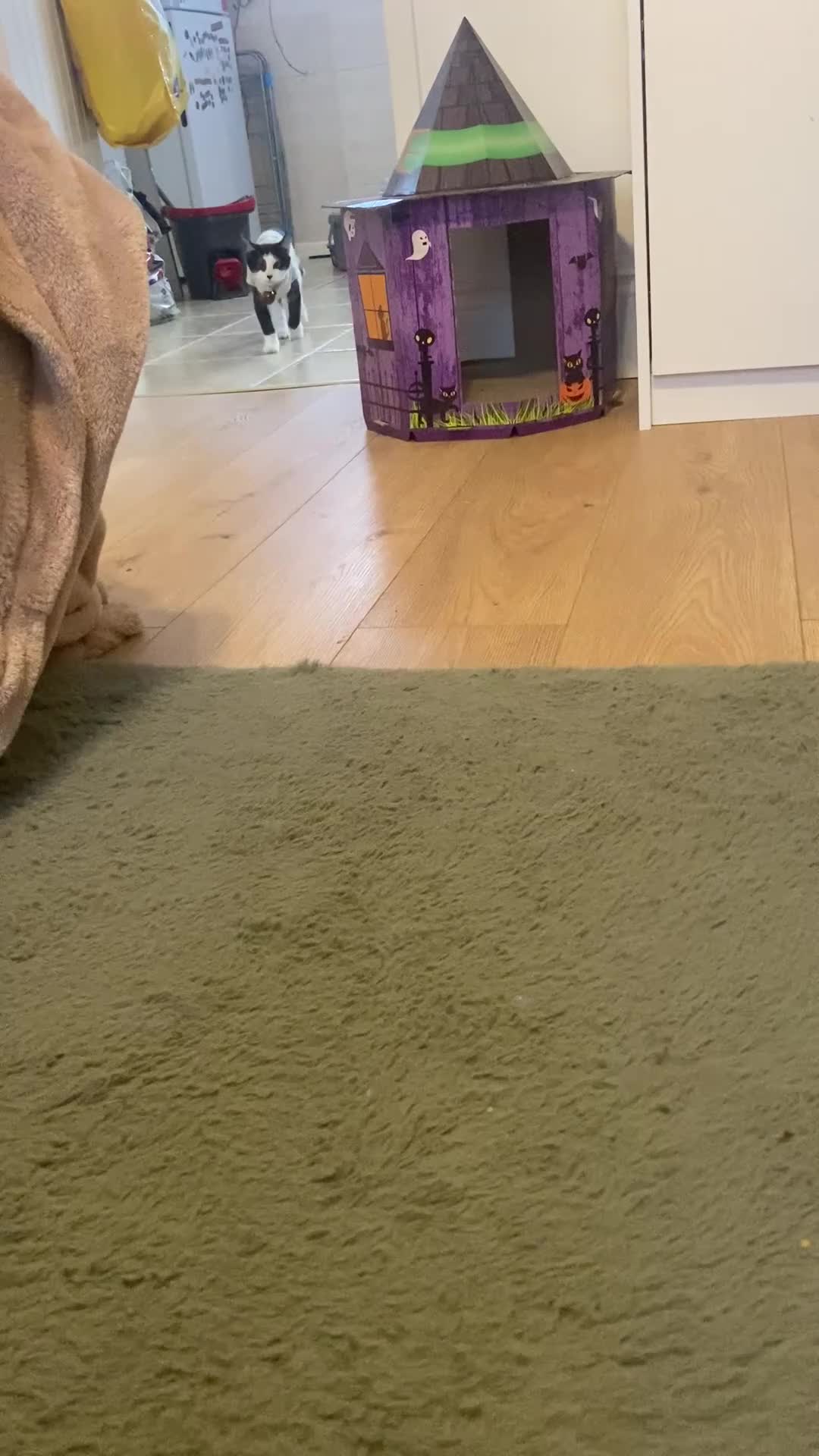 Domestic Shorthair cats for sale: 4/5 month kitten  - Video 1