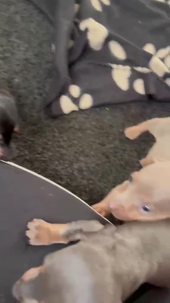 Miniature Dachshund dogs for sale: 5 miniature dacshunds puppies  - Video 1