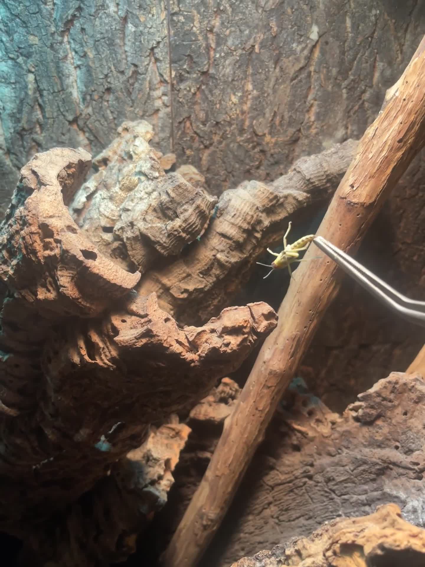 Monitor reptiles for sale: Black-Headed Monitors & Pigmy Mulga Monitors - Video 2