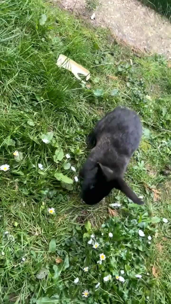 Continental Giant rabbits for sale: Big boy jacky  - Video 1