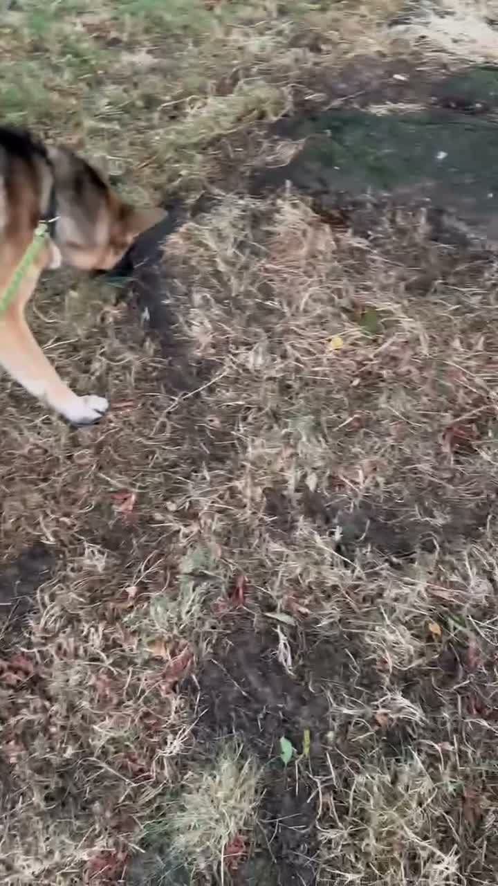 Mixed Breed dogs for sale: 2 Year Old German Shepard/Akita Mix  in London - Video 3