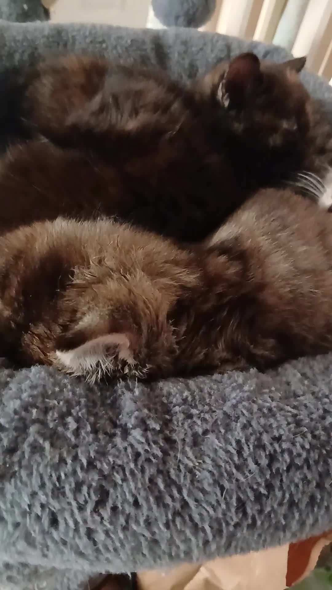 British Shorthair cats for sale: Kitten for sale  - Video 1
