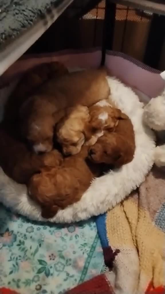 Mixed Breed dogs for sale: Adorable Maltipoo/Cockapoo Puppies - Video 2