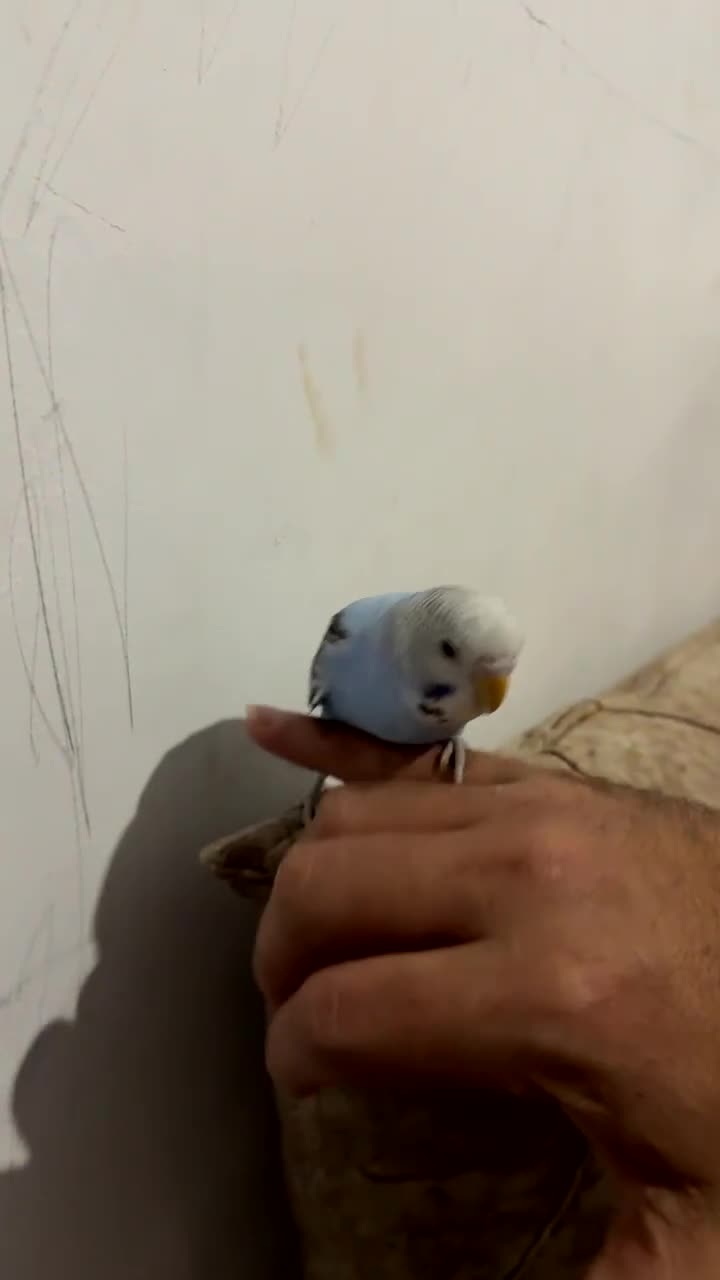 Budgerigars birds for sale: Baby budgie - Video 1