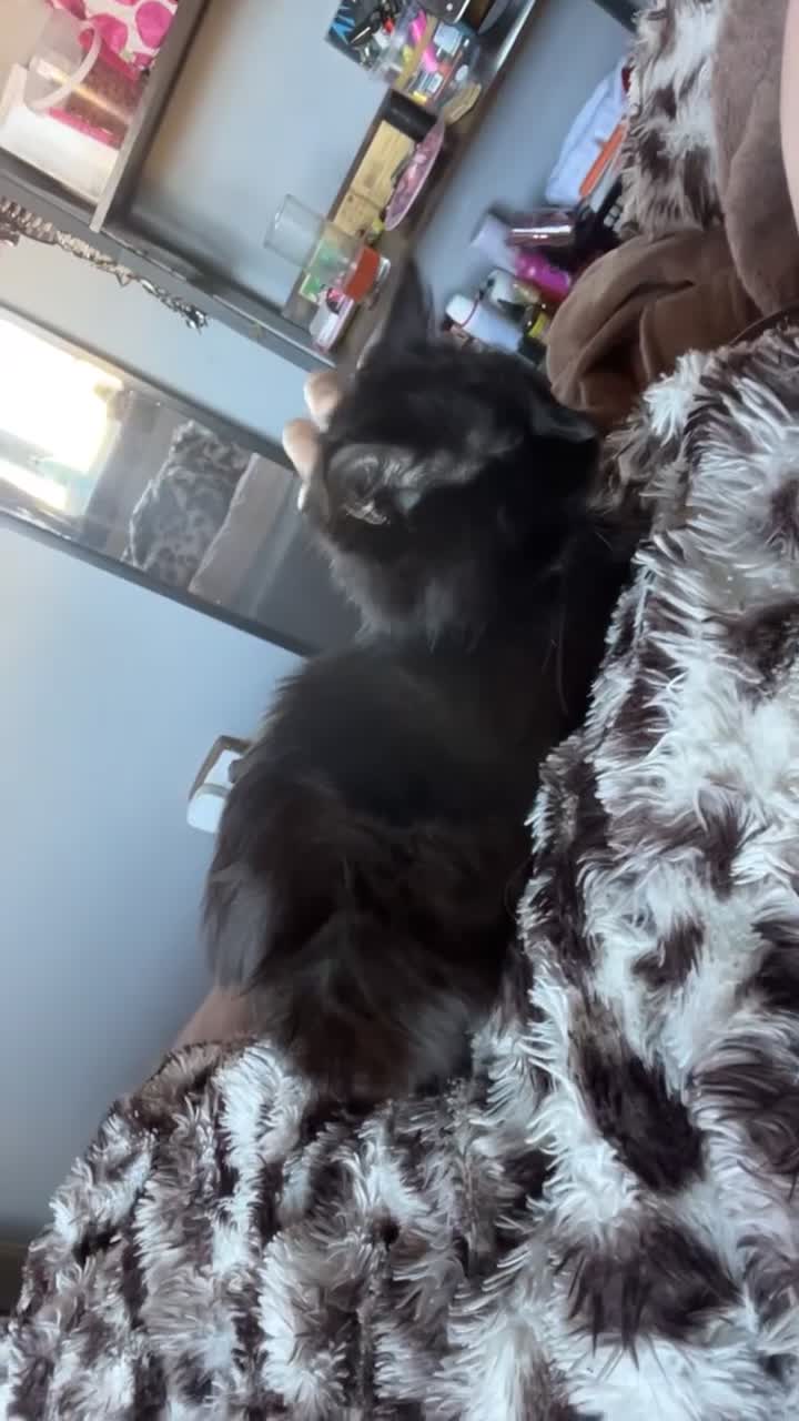 Turkish Angora cats for sale: lovely male cat needs his forever home - Video 1