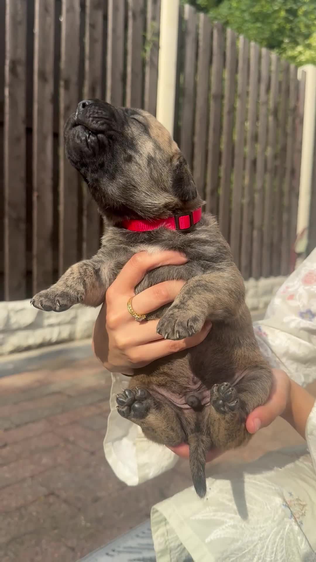 Presa Canario dogs for sale: Purebred chunky presa canario puppies  in Sheffield - Video 3